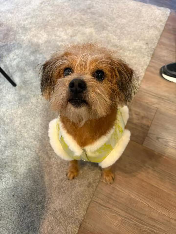 Benben the dog